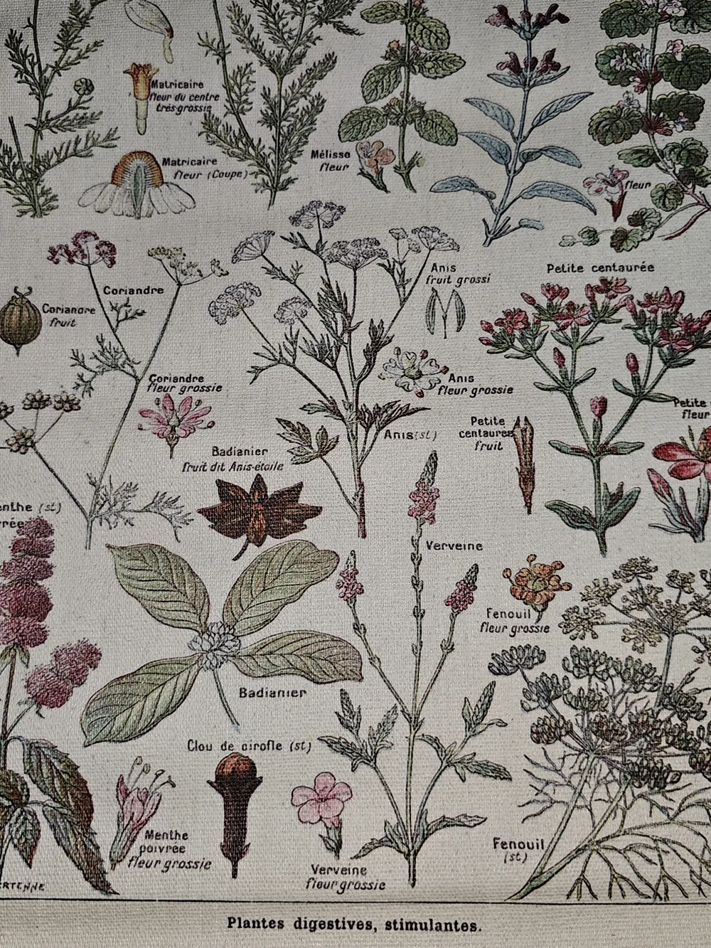 NWOT Botanical Herb Chart Wall Hanging - Beige & Green